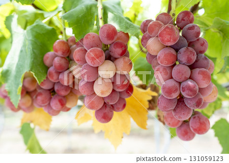 妮娜女王的葡萄採收 宮城縣仙台市 131059123