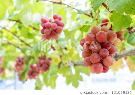 Queen Nina's Grape Picking Sendai City, Miyagi Prefecture 131059125