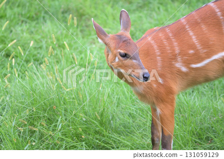站在草叢中的 Sitatunga 131059129