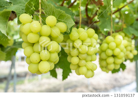 宮城縣仙台市陽光麝香葡萄採摘 宮城縣仙台市陽光麝香葡萄採摘 131059137