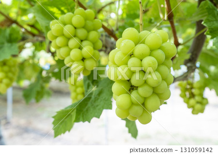 宮城縣仙台市陽光麝香葡萄採摘 131059142