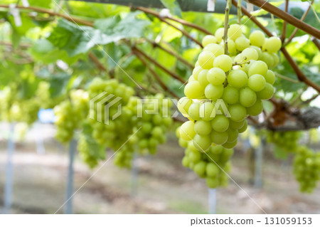 宮城縣仙台市陽光麝香葡萄採摘 131059153