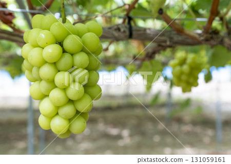 Shine Muscat Grape Picking in Sendai, Miyagi Prefecture Shine Muscat Grape Picking in Sendai, Miyagi Prefecture 131059161