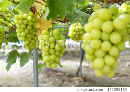 Shine Muscat Grape Picking in Sendai, Miyagi Prefecture Shine Muscat Grape Picking in Sendai, Miyagi Prefecture 131059163
