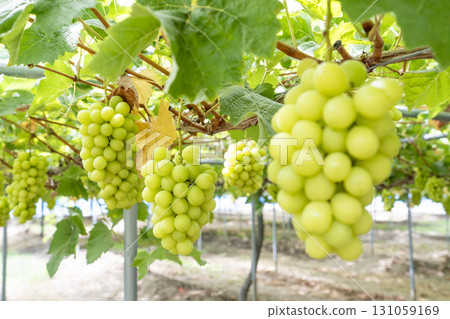 Shine Muscat Grape Picking in Sendai, Miyagi Prefecture 131059169