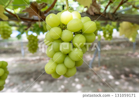 Shine Muscat Grape Picking in Sendai, Miyagi Prefecture Shine Muscat Grape Picking in Sendai, Miyagi Prefecture 131059171