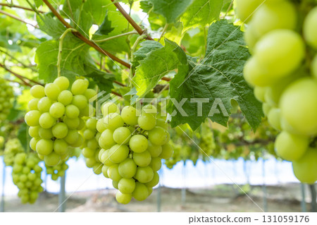 Shine Muscat Grape Picking in Sendai, Miyagi Prefecture Shine Muscat Grape Picking in Sendai, Miyagi Prefecture 131059176