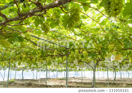 Shine Muscat Grape Picking in Sendai, Miyagi Prefecture Shine Muscat Grape Picking in Sendai, Miyagi Prefecture 131059181