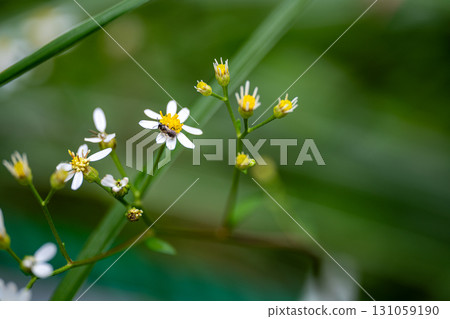 [Nationally Designated Natural Monument] Koigakubo Wetland: A hoverfly rests on a white daisy blooming in the early autumn wetland. Niimi City, Okayama Prefecture 131059190