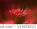 紅蜘蛛百合 131059221