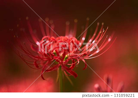 red spider lily 131059221