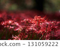 紅蜘蛛百合 131059222
