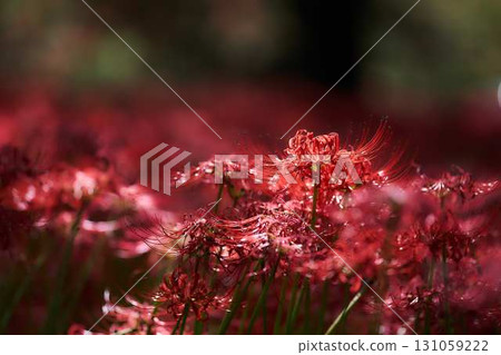 red spider lily 131059222