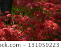 盛開的紅花蜘蛛百合 131059223