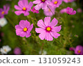 盛開的粉紅色波斯菊 131059243