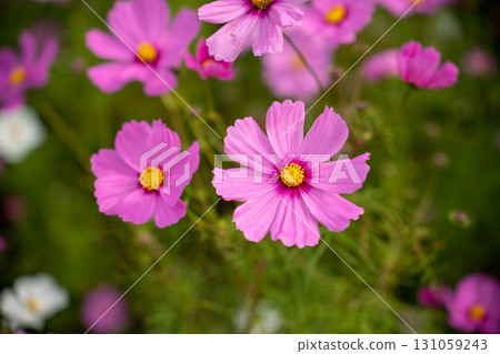 Pink cosmos in full bloom 131059243