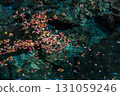 秋葉漂浮在清澈的水面上 131059246