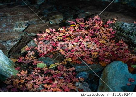 Autumn leaves floating on the surface of clear water 131059247