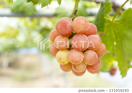 妮娜女王的葡萄採收 宮城縣仙台市 妮娜女王的葡萄採收 宮城縣仙台市 131059293