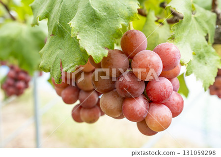 Queen Nina's Grape Picking Sendai City, Miyagi Prefecture 131059298