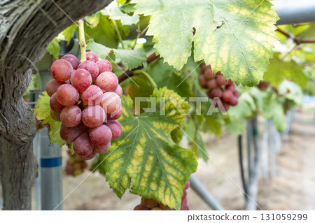 Queen Nina's Grape Picking Sendai City, Miyagi Prefecture Queen Nina's Grape Picking Sendai City, Miyagi Prefecture 131059299