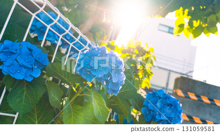 Hydrangea illuminated Hydrangea illuminated 131059581