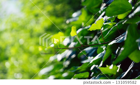 Sprout 131059582