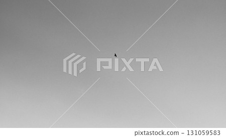 bird  131059583