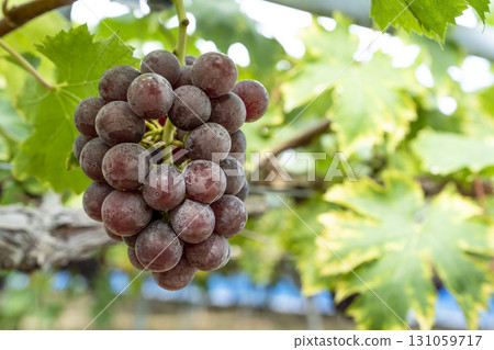 Sunny Rouge Grape Picking Vineyard, Sendai City, Miyagi Prefecture 131059717