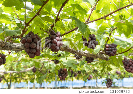 Sunny Rouge Grape Picking Vineyard, Sendai City, Miyagi Prefecture Sunny Rouge Grape Picking Vineyard, Sendai City, Miyagi Prefecture 131059723