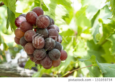 宮城縣仙台市 Sunny Rouge 葡萄採收葡萄園 131059734