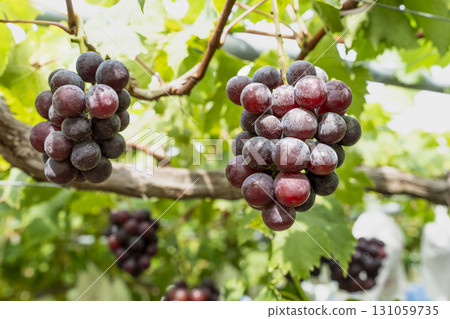 宮城縣仙台市 Sunny Rouge 葡萄採收葡萄園 宮城縣仙台市 Sunny Rouge 葡萄採收葡萄園 131059735