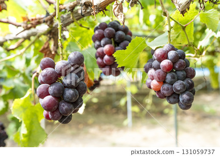 Sunny Rouge Grape Picking Vineyard, Sendai City, Miyagi Prefecture Sunny Rouge Grape Picking Vineyard, Sendai City, Miyagi Prefecture 131059737