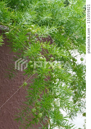 Asparagus Ethiopia fruit, 2025 131059821