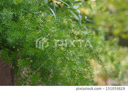 埃塞俄比亞蘆筍芽和果實，2025 131059829