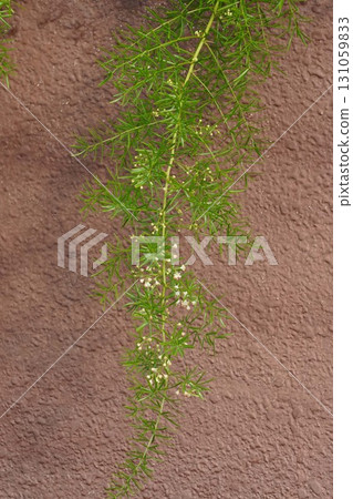 Asparagus Ethiopicus buds, 2025 Asparagus Ethiopicus buds, 2025 131059833