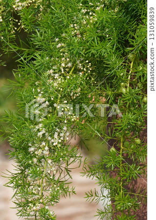 Asparagus aethiopicus flowers and fruits, 2025 Asparagus aethiopicus flowers and fruits, 2025 131059839