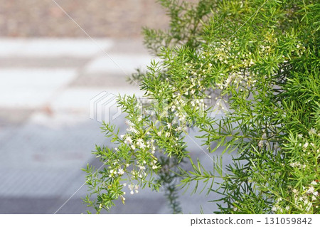 Asparagus aethiopicus flower, 2025 131059842