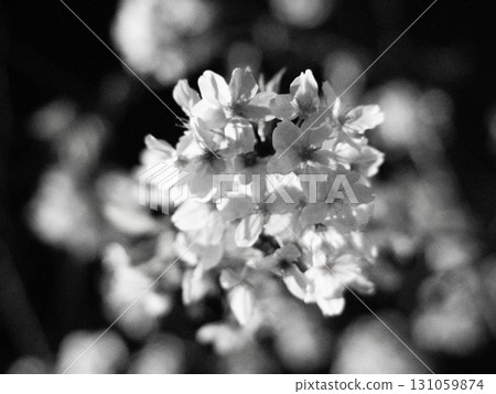 Cherry Blossoms	 131059874