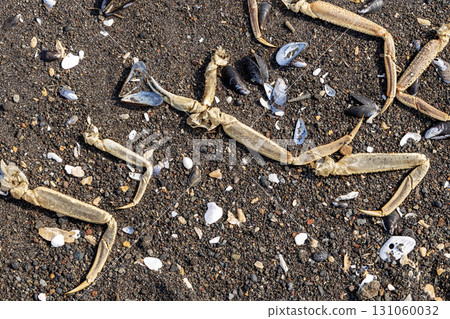 dried crab legs and mussel shells on beach closeup 131060032