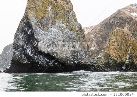 bird colony on Starichkov island in Avacha bay bird colony on Starichkov island in Avacha bay 131060054
