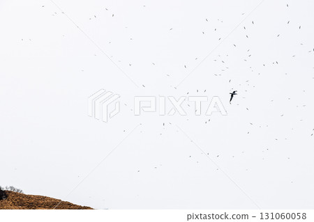 seagulls soar in fly over island in Avacha bay seagulls soar in fly over island in Avacha bay 131060058