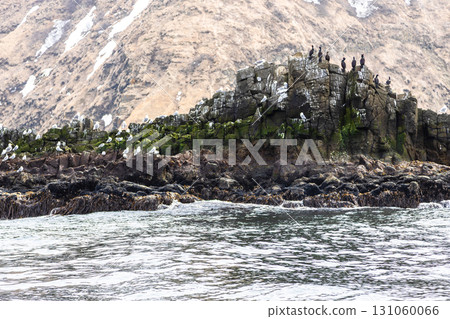 sooty guillemot birds on coast of Avacha bay sooty guillemot birds on coast of Avacha bay 131060066