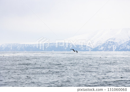 snowy coastline of Pacific ocean in Avacha bay snowy coastline of Pacific ocean in Avacha bay 131060068