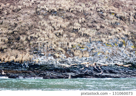 seals on island in Avacha bay of Pacific ocean 131060073
