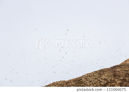 many seabirds fly over island in Avacha bay 131060075