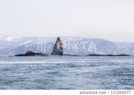 bird colony on rock in Pacific ocean in Avacha bay 131060077