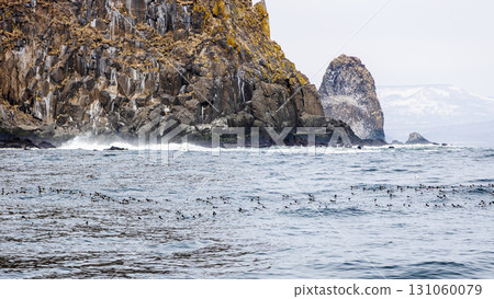 flock of ancient murrelets on water near island 131060079