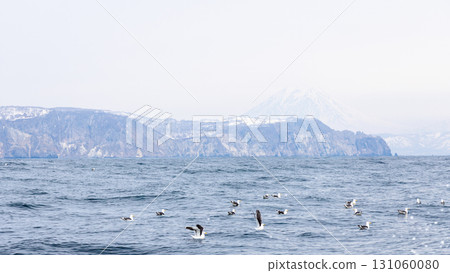 flock of black-legged kittiwakes on ocean water 131060080