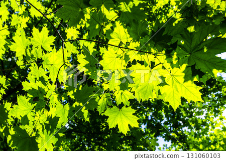 bottom view of sunlit maple tree foliage in park bottom view of sunlit maple tree foliage in park 131060103